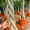 Buy Pachira Aquatica "Braided", Money Tree - Plants from Nursery Nisarga