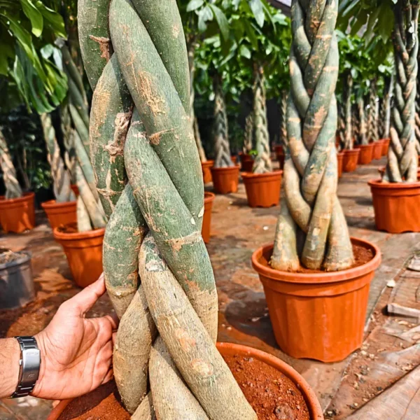 Buy Pachira Aquatica "Braided", Money Tree - Plants from Nursery Nisarga