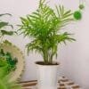 Buy Parlour Palm, Bamboo palm, Chamaedorea elegans online - Nursery Nisarga