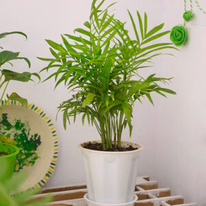 Buy Parlour Palm, Bamboo palm, Chamaedorea elegans online - Nursery Nisarga