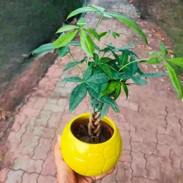 Buy Money Tree plant - Nursery Nisarga