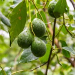 Buy Avocado Plant - Nursery Nisarga