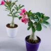 Buy Desert Rose Plant - Nursery Nisarga