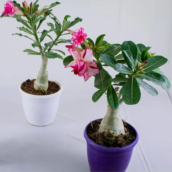 Buy Desert Rose Plant - Nursery Nisarga