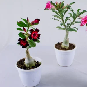 Buy Adenium, Desert Rose - plant