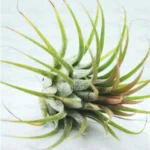 Buy Air plant, Tillandsia online at Nursery Nisarga