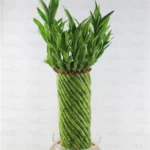 Buy Spiral cage lucky bamboo - Nursery Nisarga