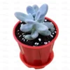 Buy Moonstone Succulent at Nursery Nisarga