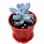 Buy Moonstone Succulent at Nursery Nisarga