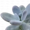 Buy Moonstone Succulent at Nursery Nisarga