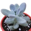 Buy Moonstone Succulent at Nursery Nisarga