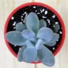 Buy Moonstone Succulent at Nursery Nisarga