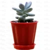 Buy Moonstone Succulent at Nursery Nisarga