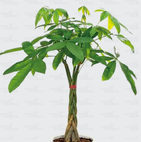 Buy Money Tree plant, Guiana Chestnut - Pachira plant online - Nursery Nisarga