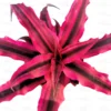 Buy Earth star plant – Variegated Pink Cryptanthus Bromiliad M- Cryptanthus long - at Nursery Nisarga