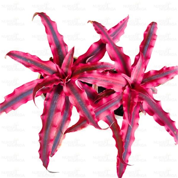 Buy Earth star plant – Variegated Pink Cryptanthus Bromiliad M- Cryptanthus long - at Nursery Nisarga