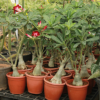 Buy Adenium obesum | Desert Rose - Plants from Nursery Nisarga