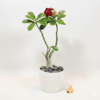 Buy Adenium obesum | Desert Rose - Plants from Nursery Nisarga
