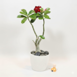 Buy Adenium obesum | Desert Rose - Plants from Nursery Nisarga