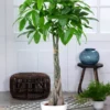 Buy Moaney Tree plant, Guiana Chestnut - Pachira plant online - Nursery Nisarga