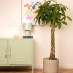 Buy Moaney Tree plant, Guiana Chestnut - Pachira plant online - Nursery Nisarga