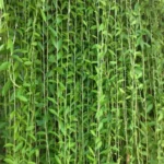 Buy Curtain Creeper Plant - Nursery Nisarga