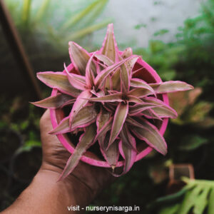 Buy Earth star plant – Variegated Pink Cryptanthus Bromiliad M- Cryptanthus long - at Nursery Nisarga