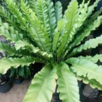 Buy Bird’s Nest Fern, Asplenium Nidus – Plants from Nursery Nisarga