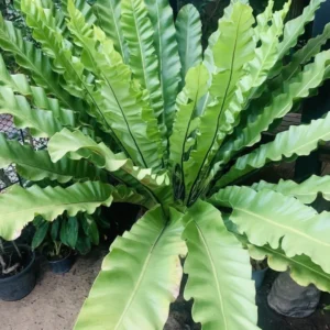 Buy Bird’s Nest Fern, Asplenium Nidus – Plants from Nursery Nisarga