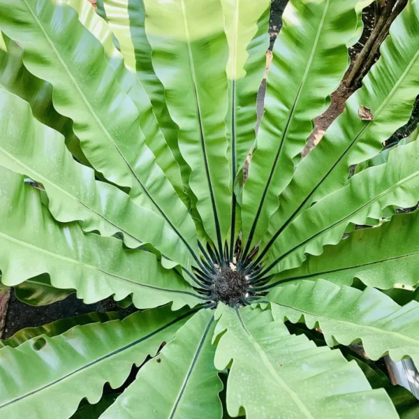 Buy Bird’s Nest Fern, Asplenium Nidus – Plants from Nursery Nisarga