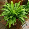 Buy Bird’s Nest Fern, Asplenium Nidus – Plants from Nursery Nisarga