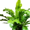 Buy Bird’s Nest Fern, Asplenium Nidus – Plants from Nursery Nisarga