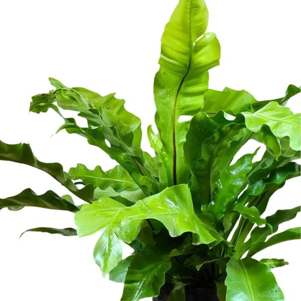 Buy Bird’s Nest Fern, Asplenium Nidus – Plants from Nursery Nisarga