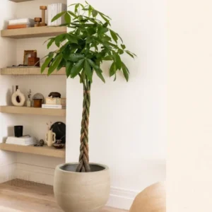 Buy Money Tree plant, Guiana Chestnut - Pachira plant online - Nursery Nisarga