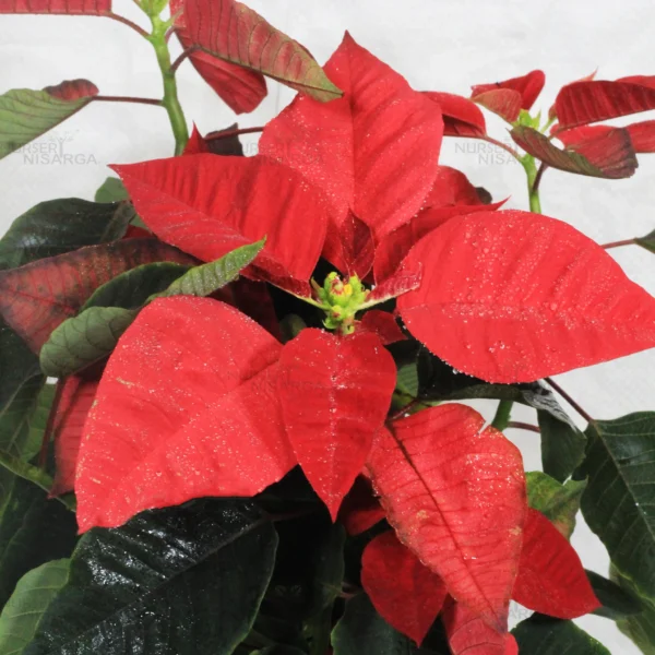 Buy Poinsettia plant | Euphorbia pulcherrima - Plants From Nursery Nisarga