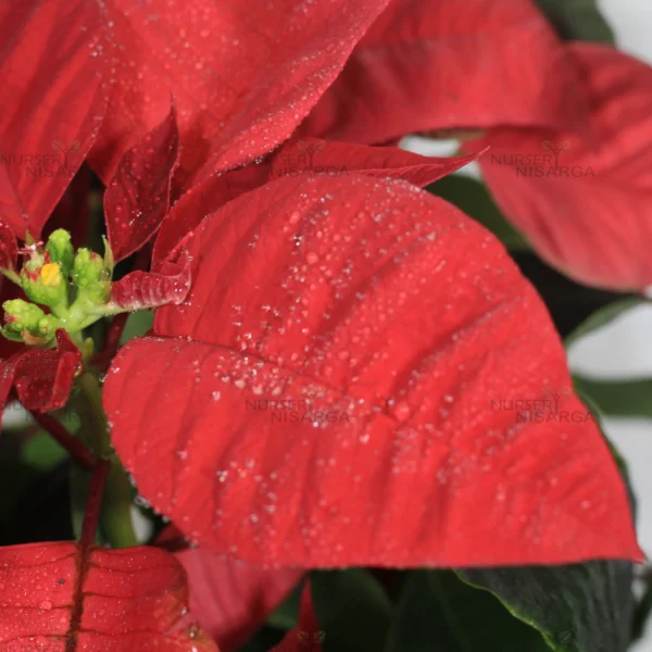 Buy Poinsettia plant | Euphorbia pulcherrima - Plants From Nursery Nisarga