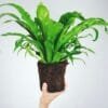 Buy Bird Nest Fern -Asplenium Nidus Plant