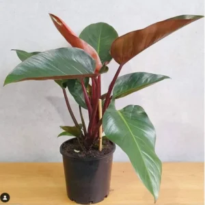 Buy Philodendron Rojo, Red congo plant online - Nursery Nisarga