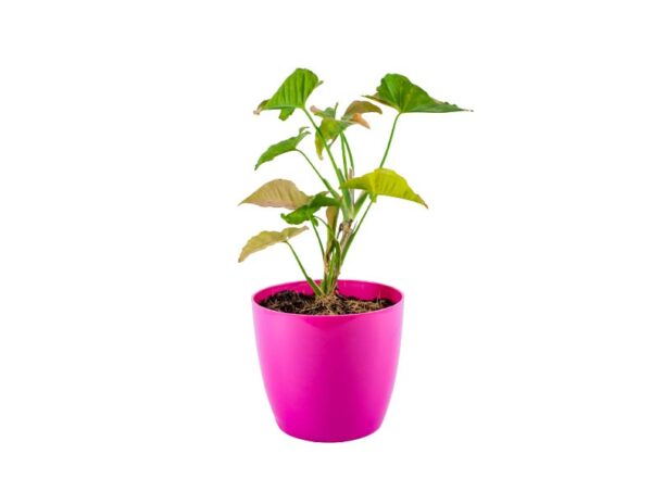 Syngonium pink neon Plant