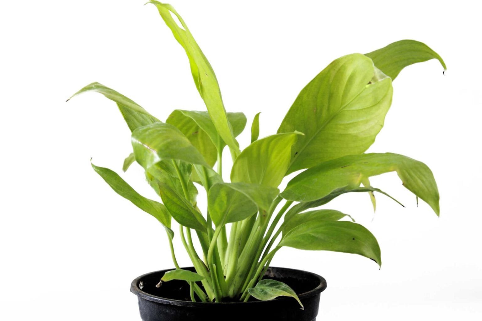 Buy Golden Peace Lily Indoor Air Purify Plant Nursery Nisarga