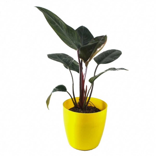 Buy Philodendron Rojo Congo - Nursery Nisarga