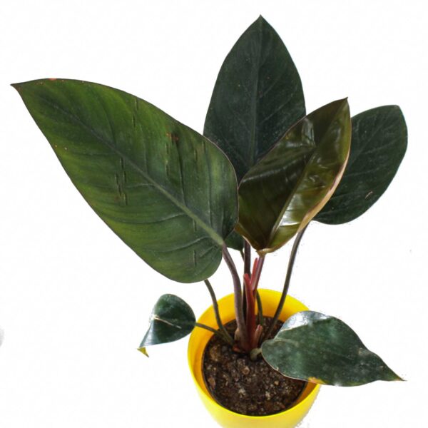 Buy Philodendron - Nursery Nisarga