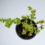 Buy Jade Plant Variegated - Elephant Bush Plant, Portulacaria Afra Variegated, Lucky Plant