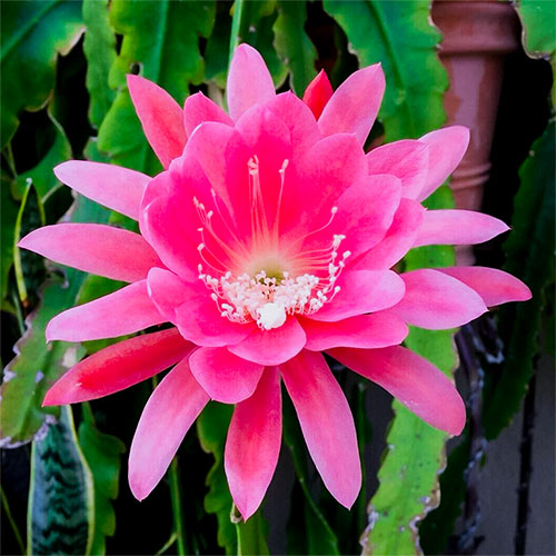 Saussurea obvallata - Pink Brahma Kamal (ब्रह्म कमल)plant online at nursery nisarga
