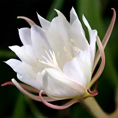 Buy Brahma Kamal, Epiphyllum Oxypetalum, Saussurea Obvallata (White)Online at Nursery Nisarga