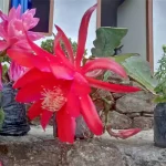 Buy Brahma Kamal, Epiphyllum Oxypetalum, Saussurea Obvallata Online at Nursery Nisarga