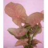 Buy Pink Syngonium neon plant online - Nursery Nisarga