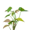 Buy Pink Syngonium neon plant online - Nursery Nisarga