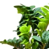 Buy Twisted ZZ Plant, Zamioculcas Zamiifolia Plant, Zamia palm from nursery nisarga