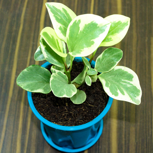 Buy Peperomia plant (Variegated) buy online at Nursery Nisarga